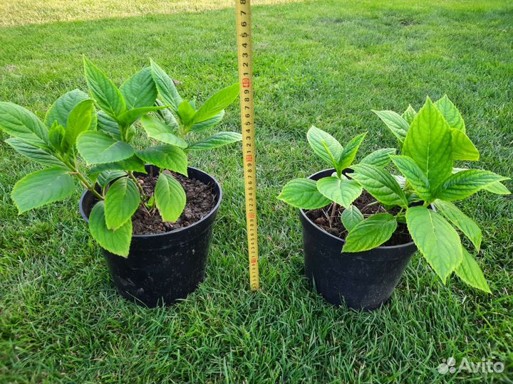 Многолетние цветы