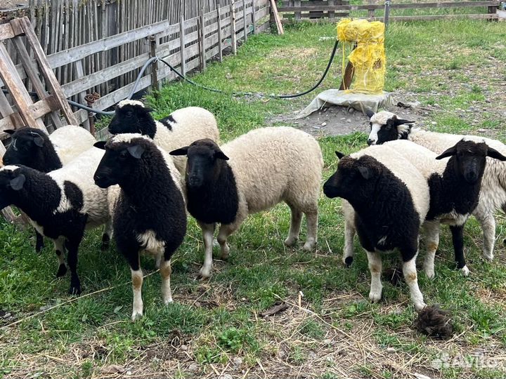 Овцы дорпер