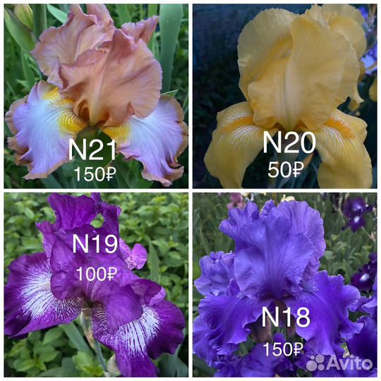 Ирисы бородатые