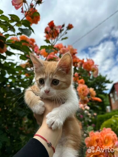 Котенок в добрые руки