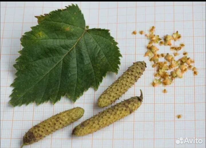 Семена берёза повислая