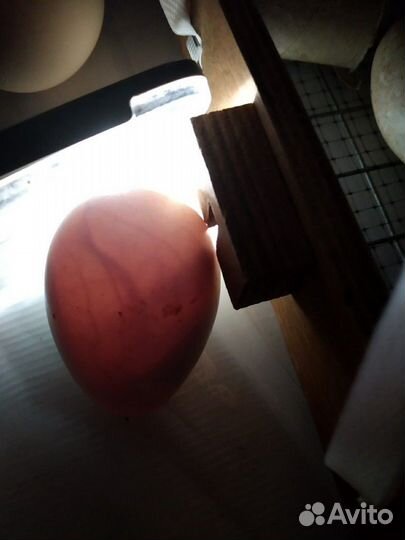 Гусята суточные, яйца гусиные