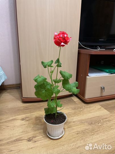 Пеларгония герань