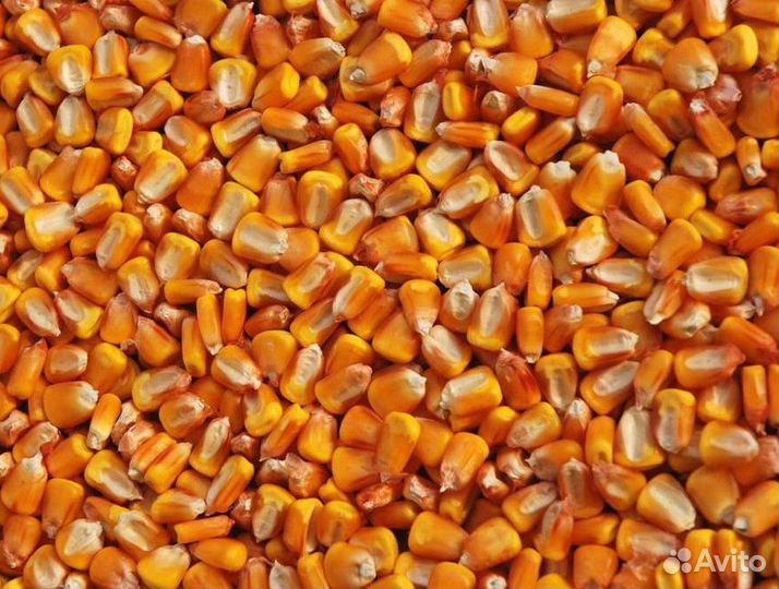 Семена гибридов кукурузы и подсолнечника