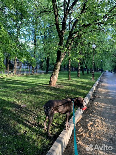 Выгул собак. Догситтер. Передержка собак и котов