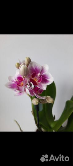 Орхидея Pink Jessica