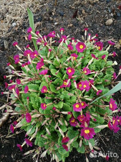 Медуница, примула