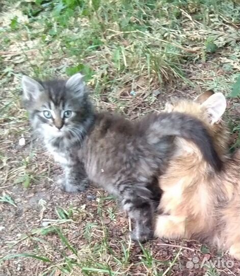 Котята ищут добрых хозяев