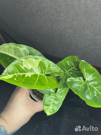 Сингониум panda white