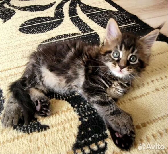 Котята мейн-кун полидакт