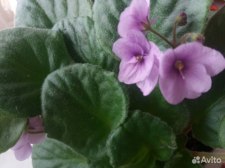 Фиалка в горшке фиолетовая сиреневая пурпурная