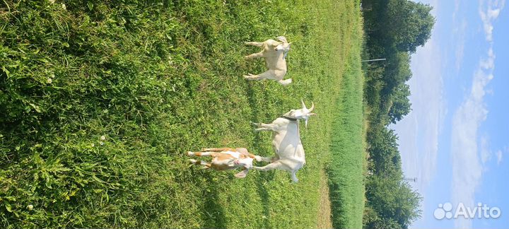 Нубийские козы козлы козлята