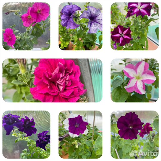 Рассада петунии, астры, бархатцев, георгины