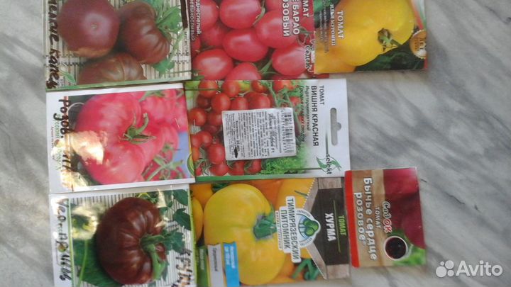 Рассада помидор и перцев