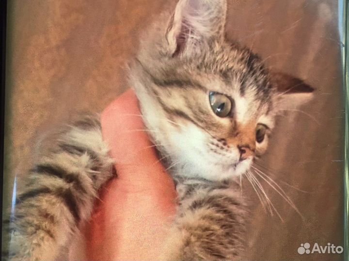 Курильский бобтейл помесь