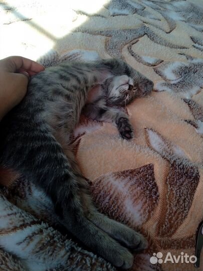 Красивые котята