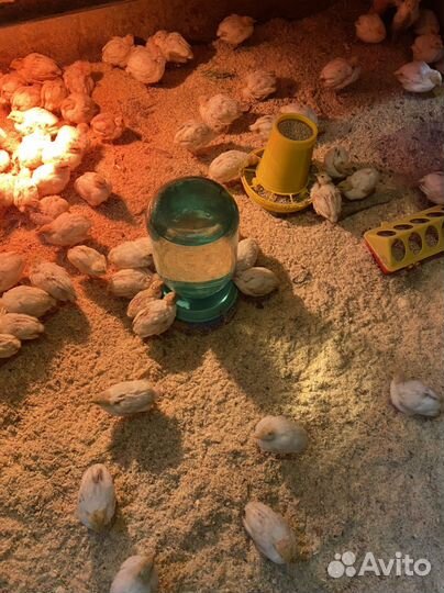 Перепелята