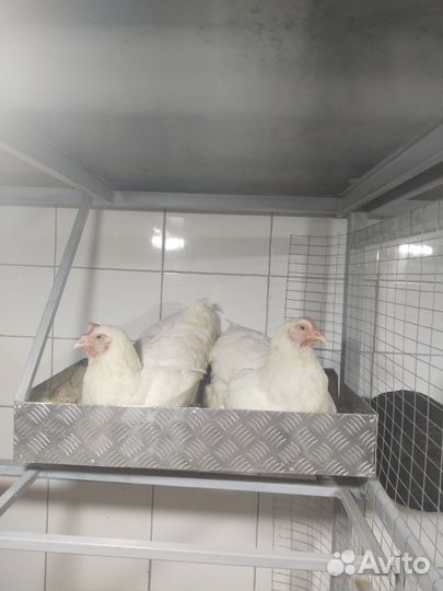 Джерсийский Гигант, Брама Тёмная