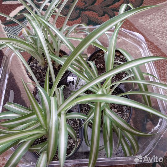 Цветущие фиалки. Сенполия Гетца