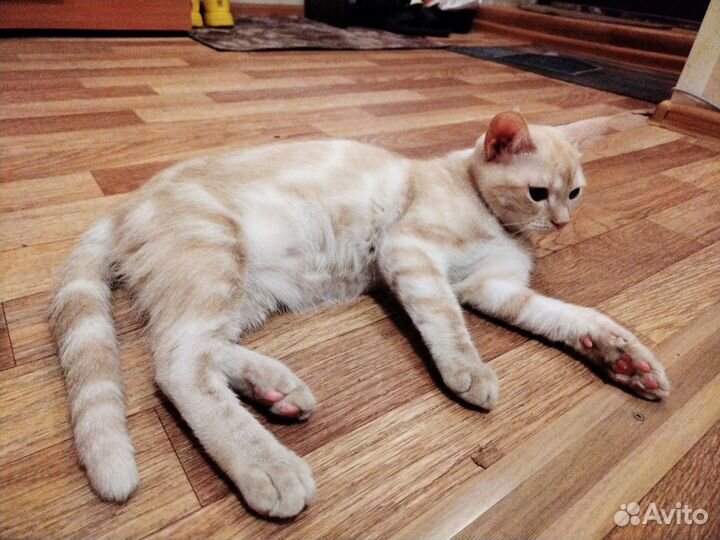 Отдам котенка в добрые руки бесплатно
