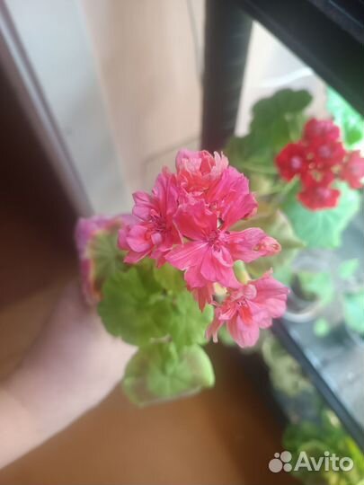 Пеларгония герань