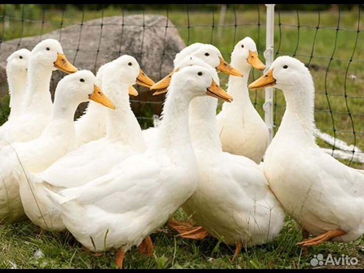 Утиное яйцо для инкубации