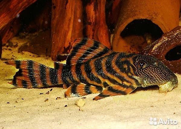 L-397 Красная Зебра (Panaqolus sp. 397)