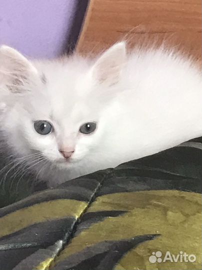 Домашние животные