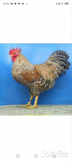 Инкубационное яйцо, подрощенных курочки