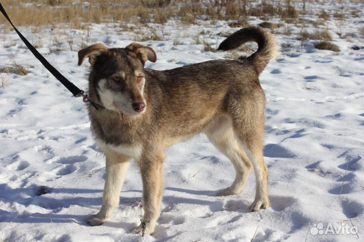 Собака-бородач Джанго ищет дом купить в Москве | Животные и зоотовары |  Авито