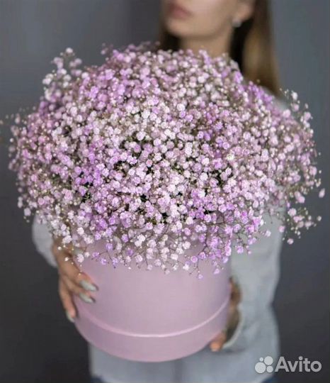 Композиции Гипсофилы. Гипсофила. Доставка Цветов