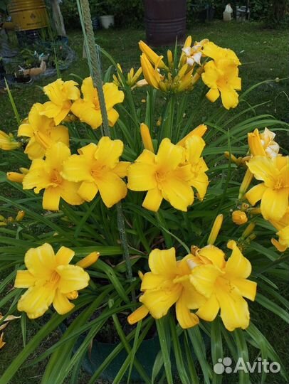 Лилейники многолетние