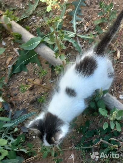 Мальчики в добрые ручки