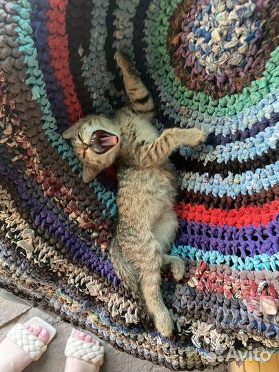Котенок