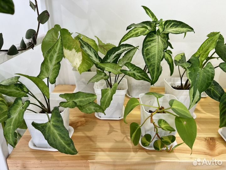 Эпипремнумы, сингониумы, сциндапсусы и др