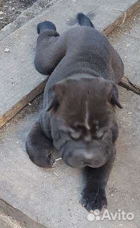 Щенки шарпей