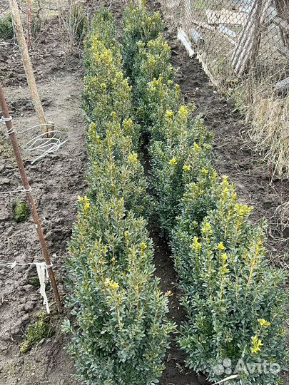 Вечнозеленые кустарники Самшит