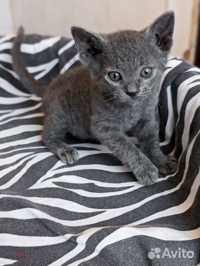 2 мальчика -барашка