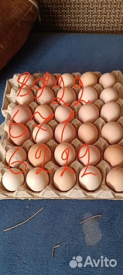 Инкубационные яйца джерси гигантов