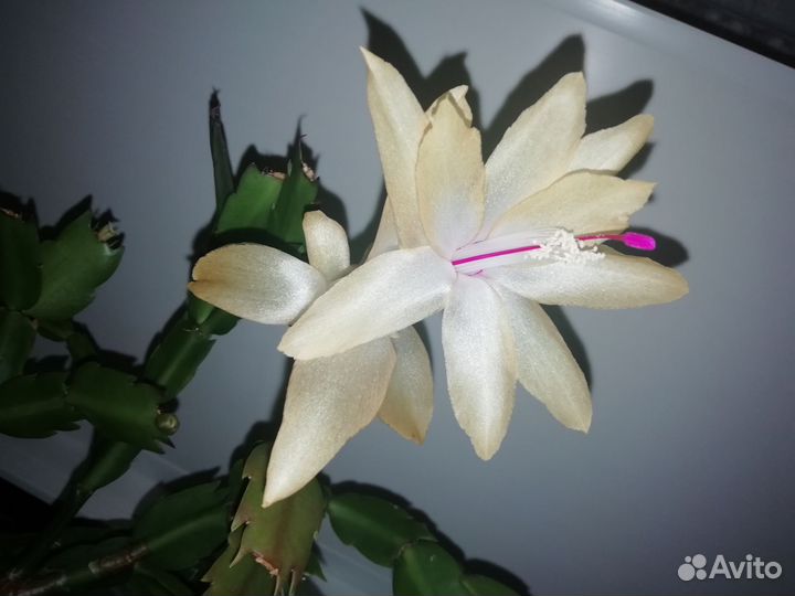 Декабрист шлюмбергера желтый