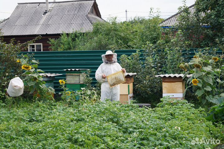 Мёд. Пчелы среднерусской породы
