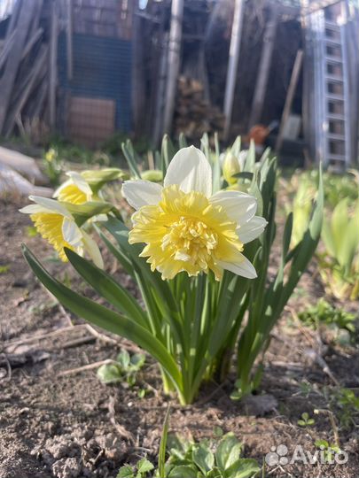 Луковицы нарциссов