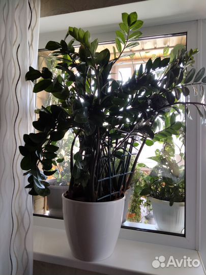 Замиокулькас