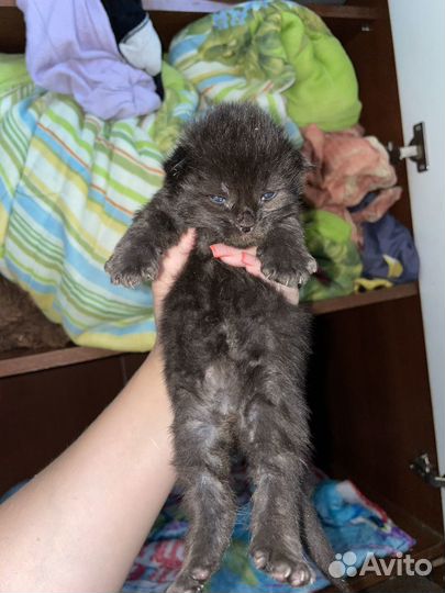 Котята мейн-кун