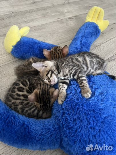 Бенгальские котята