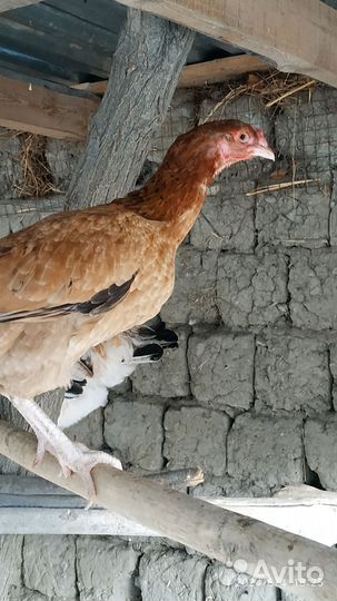 Бойцовые куры