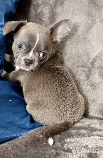 Чихуахуа девчишка