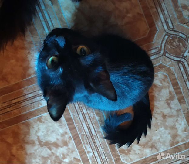 Кошка-малышка