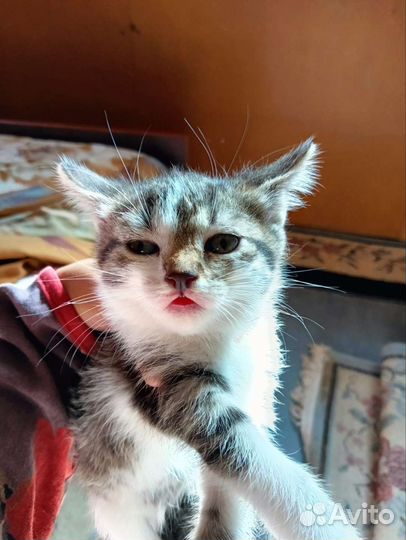 Котенок девочка трехцветная