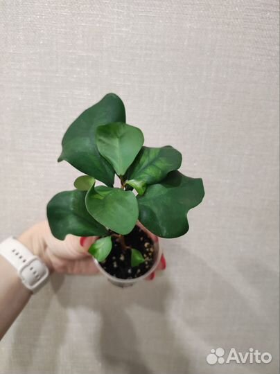 Фикус Триангулярис Грин Дрим